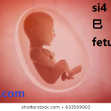 si4-fetus-in-Chinese-HSK-3-Words