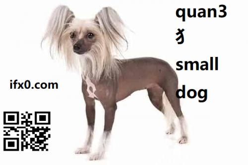 quan3-small-dog-in-Chinese-HSK-3-words.png