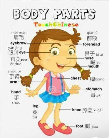 body-parts-in-Chinese.jpg