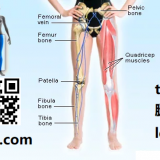 tui3-leg-in-Chinese-HSK-3-words