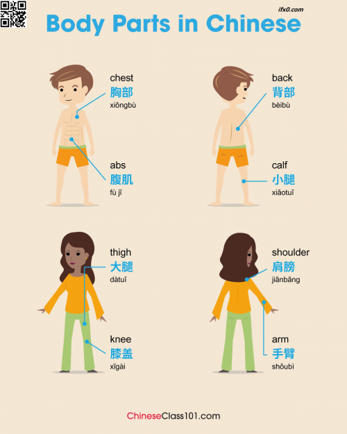 body-in-Chinese-thigh-should-arm-calf-abs.png