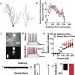 The role of hippocampal adult neurogenesis in methamphetamine addiction - IOS Press